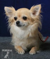 Čivava-chihuahua