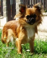 Čivava-chihuahua