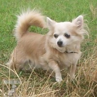 Čivava-chihuahua