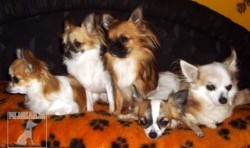 Čivava-chihuahua