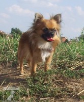Čivava-chihuahua