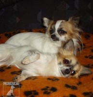Čivava-chihuahua
