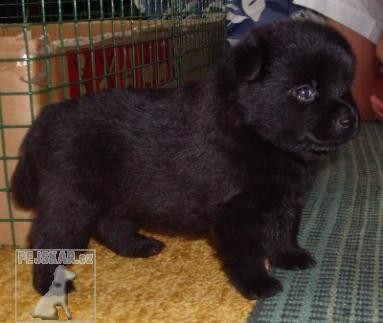 Šiperka,schipperke