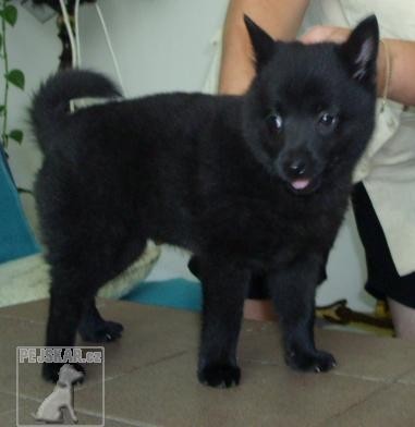 Šiperka,schipperke