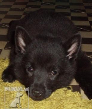 Šiperka,schipperke