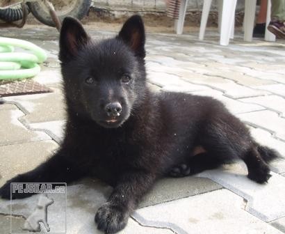 Šiperka,schipperke