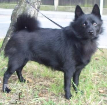 Šiperka,schipperke