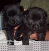 Šiperka,schipperke