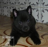 Šiperka,schipperke