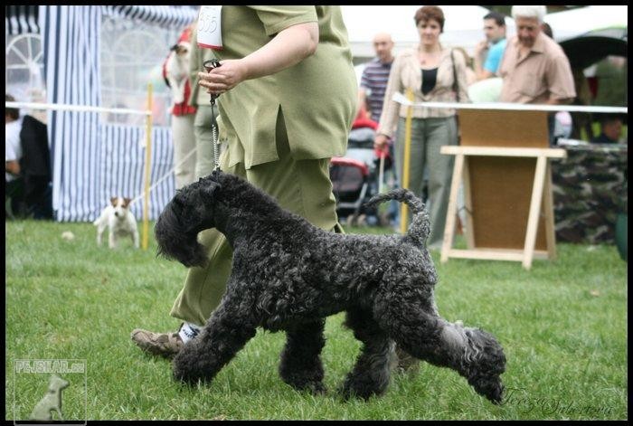 Kerry blue terrier