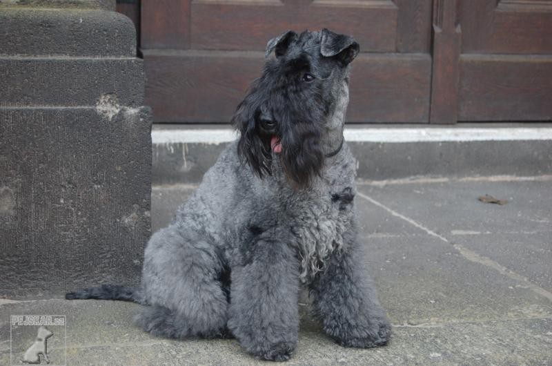 Kerry blue terrier