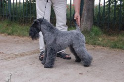 Kerry blue terrier