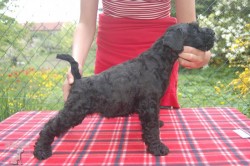 Kerry blue terrier