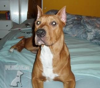 Americký pit bull teriér