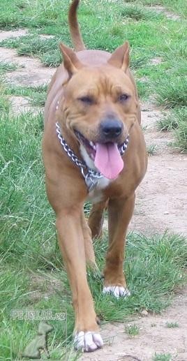 Americký pit bull teriér