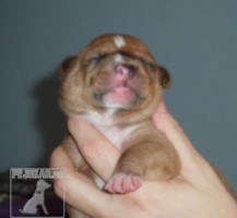 Americký pit bull teriér