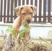 Americký pit bull teriér