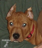 Americký pit bull teriér