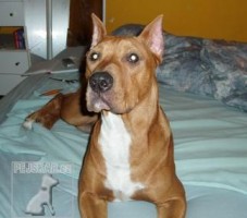 Americký pit bull teriér