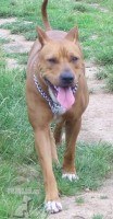 Americký pit bull teriér