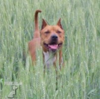 Americký pit bull teriér