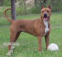 Americký pit bull teriér