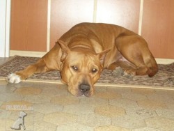 Americký pit bull teriér