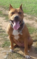 Americký pit bull teriér