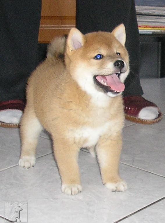 Anji