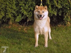 Anji