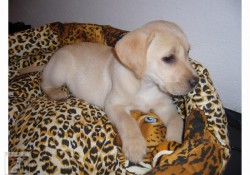 Meggie