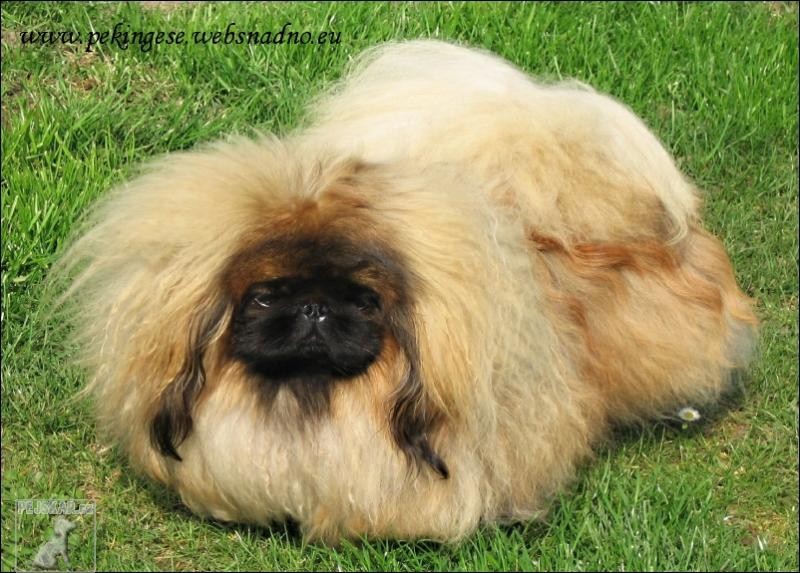 PEKINGESE