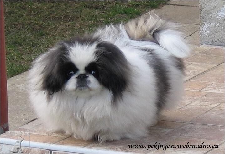 PEKINGESE