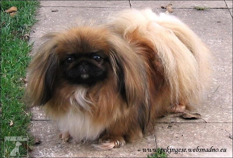 PEKINGESE