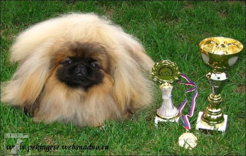 PEKINGESE