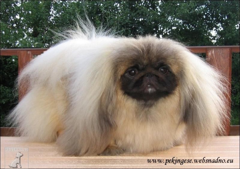 PEKINGESE