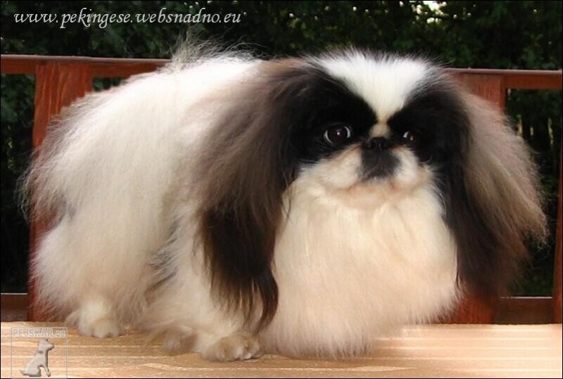 PEKINGESE