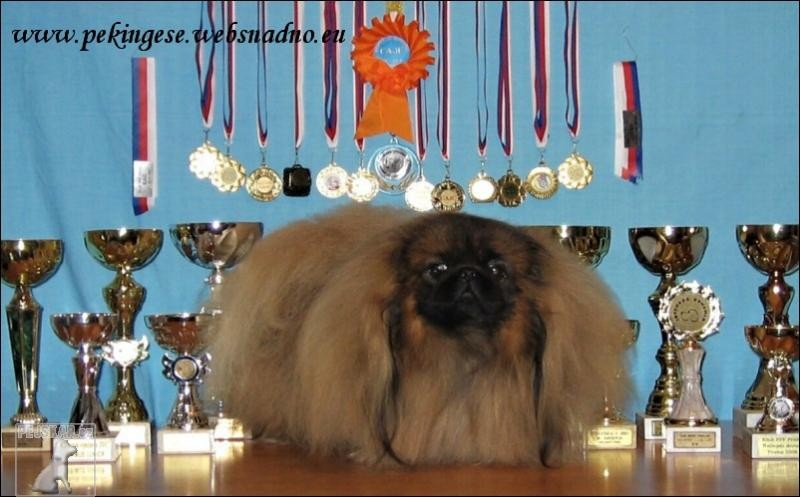 PEKINGESE