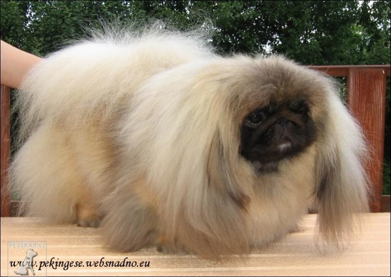 PEKINGESE