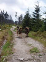 Tibetské dogy z Arhat Gonpo