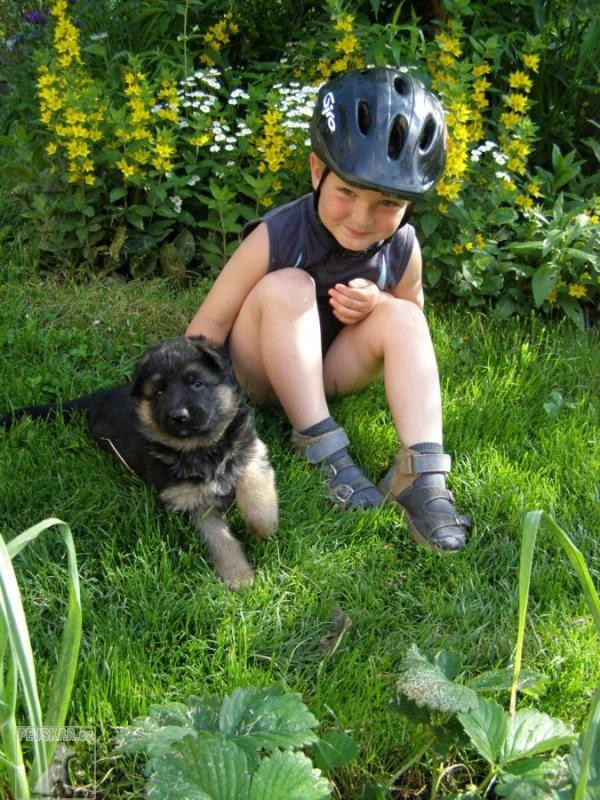 chovatelská stanice plemene Německý ovčák-Jihland