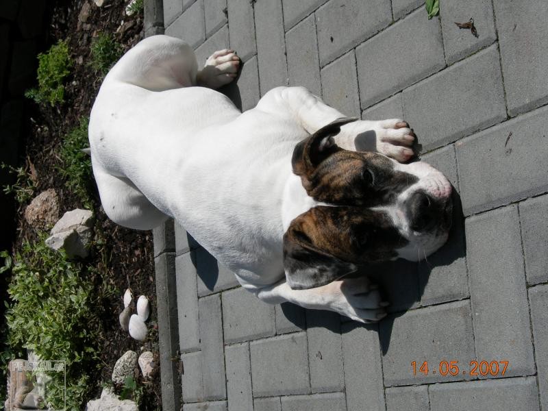 American bulldog - Jackie-9 měsíců