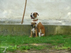 MAX A AGI