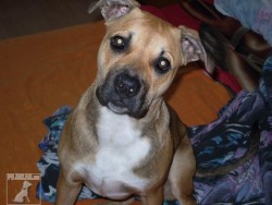 MAX A AGI