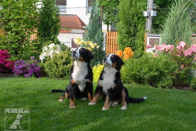 Bernský salašnický pes - Sára,Laura,Carmen