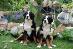 Bernský salašnický pes - Sára,Laura,Carmen
