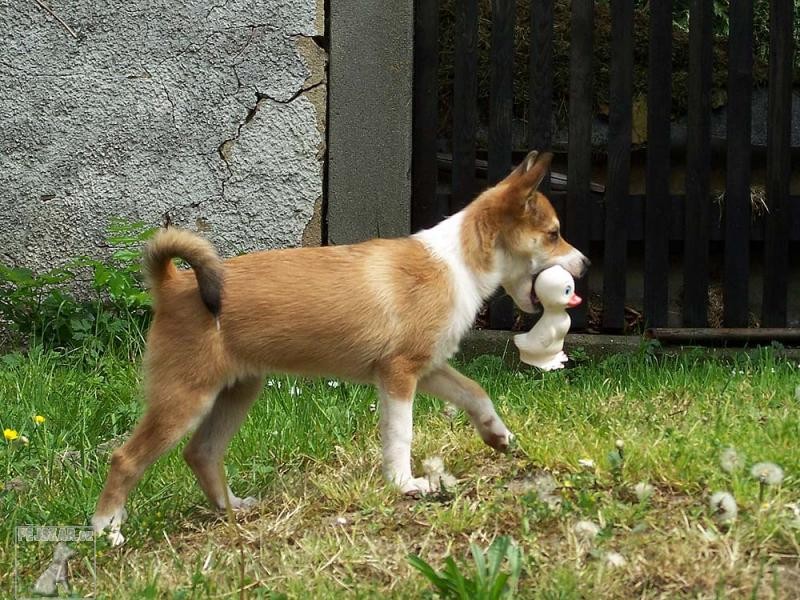 Norský lundehund