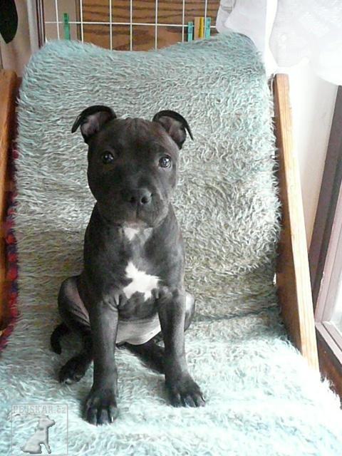 Stafbul Aisha