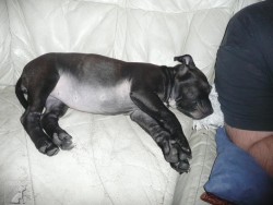 Stafbul Aisha