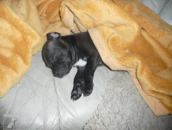 Stafbul Aisha